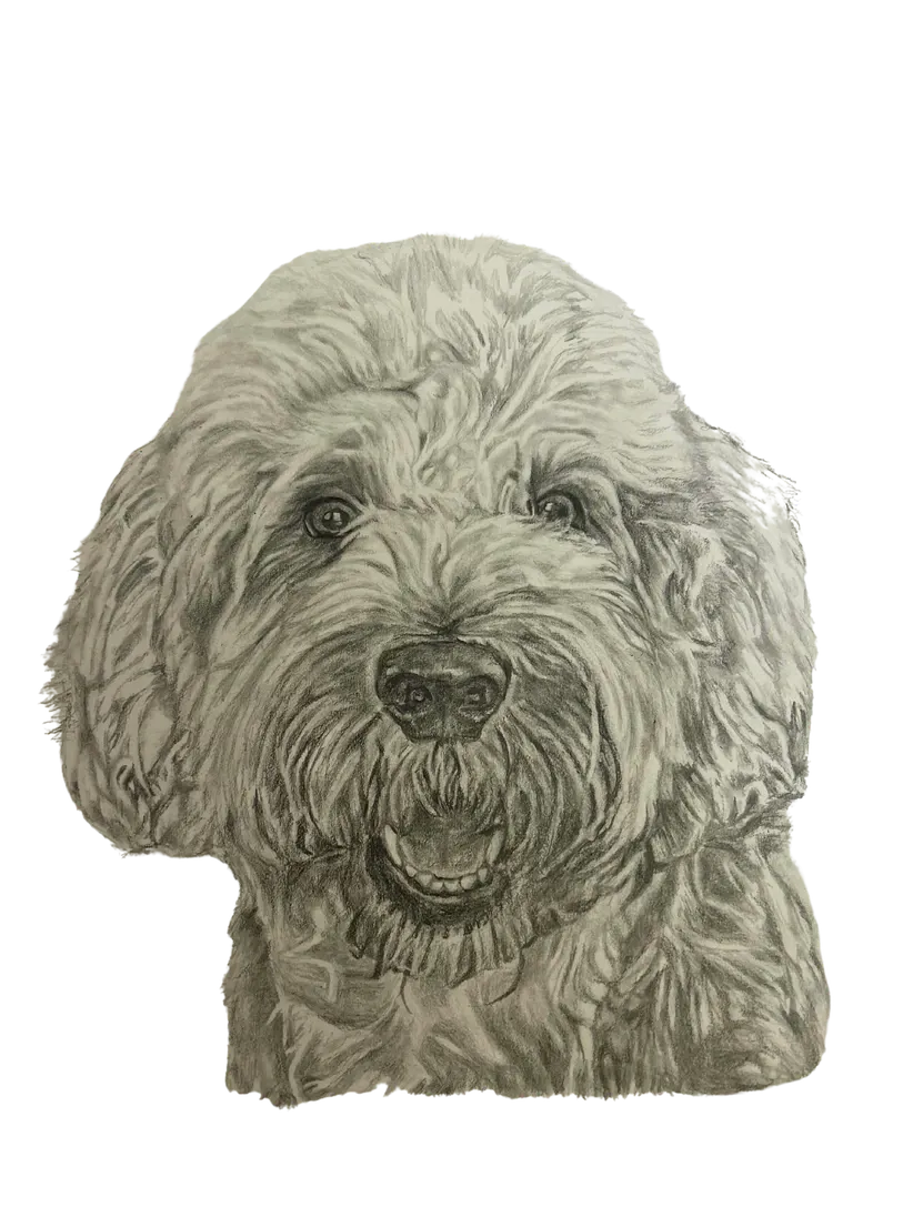 Goldendoodle — Graphite on paper by Ashlyn Berry Collins