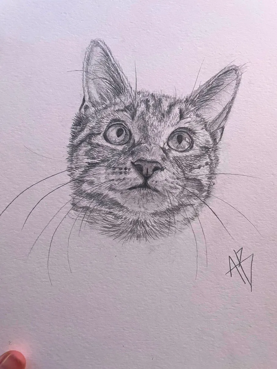 Tabby — Graphite on toned paper by Ashlyn Berry Collins