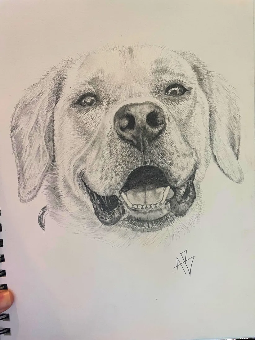 Yellow Labrador — Graphite on paper by Ashlyn Berry Collins